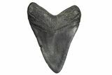Fossil Megalodon Tooth - South Carolina #370008-1